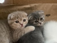 Acil verilecek tatlı scottish fold kedilerimiz