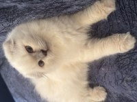 Scottish fold Longhair