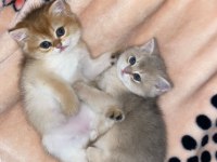 British Shorthair Golden Yavrular
