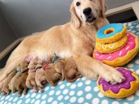 Türkiyenin en güvenilir çiftliğinden golden retriever