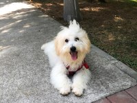 Afacan Maltipoo Erkek