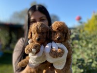 Safkan toy poodle köpeklerim