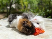 Sevinli guineapig