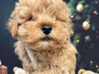 Original Maltipoo 0 Numara Yavrular