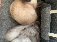 2 yaşında chinchilla dişi