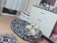 Chihuahua şivava evlatlarım yeni yuvasını arıyor