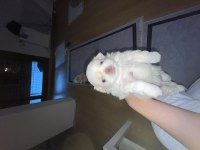 KENDİ PEKİNEZ KIZIMIN İLK DOĞUMU
