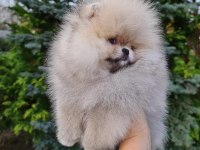 POMERANİAN BOO YAVRULARI 