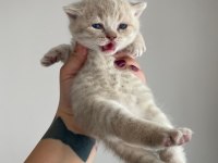 British shorthair yavrular 3 dişi 1 erkek