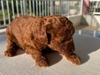 Toy Poodle Dişi Köpeği