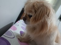 Pekinez köpeğimiz