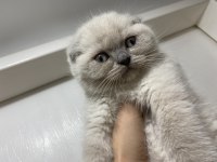 15 Mayıs doğumlu erkek Scottish fold blue point