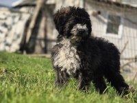 Silver Ausie Doodle Yavrumuz
