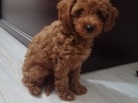 Dişi poodle yavrumuz