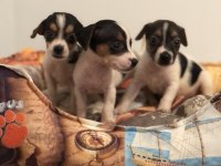 Her renk her desen sıfır boy uygun jack russell