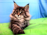 İlloai ve Arthur eşleşmesinin en iri yavrusu maine coon