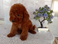 Red toy poodle erkek yavru