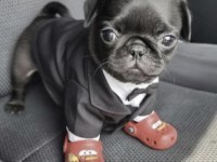 Pug Safkan Köpeğimiz