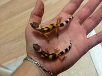 Leopard gecko
