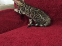 SHOW CLASS BENGAL KEDİSİ BEBEKLER