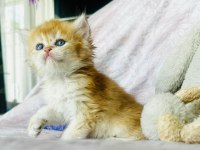 Safkan şecereli anne babadan golden british dişi ve erkek