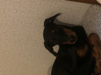 Yetiştirilmiş doberman köpeği