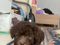 Güzel maltipoo oğlumuza eş arıyoruz