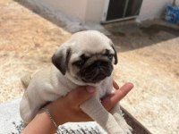 PUG MOPS ORJİNAL KALITELI YAVRULAR