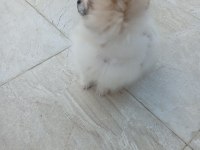 Minyatür Pomeranian Boo