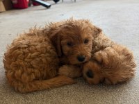 Maltipoo Kalite Yavrular Irk Sağlık Garantili