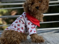 2 buçuk aylık tuvalet eğitimli red dişi poodle