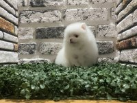 Pomeranian boo köpeğimiz