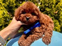 Sevimli Toy Poodle Yavrularımız