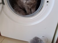 British longhair bebişim hazir