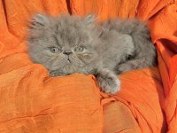 Safkan iran kedisi yavruları