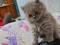 Prensesim ilansa british longhair