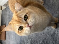 British Ny12 Erkek Kedi