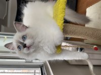 3 Aylık Erkek Ragdoll Yavru