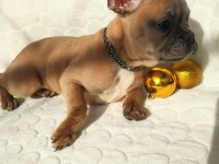 Güzeller güzeli french bulldog bebeklerimiz