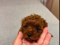 Mini mini toy poodle teacup