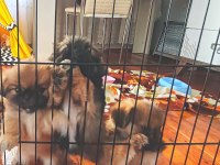 Antalya Pekinez Cinsi Köpekler