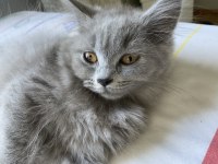 British blue point british bebekler