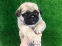 Irk Ve Sağlık Garantili Pug
