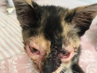 ÜCRETSİZ SAHİPLENDİRME KEDİLER