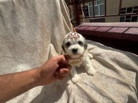 Yüksek Kalite Maltese Yavrularımız