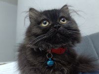BRİTİSH SHORTHAİR KEDİM