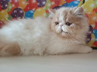 En tatlı yavru iran kedisi