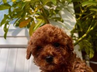 Poodle köpekler