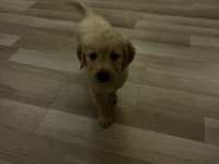Dünya tatlısı golden retriever yavrularımız yuva arıyor