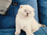 Scottish Fold Blue Point Yavruları